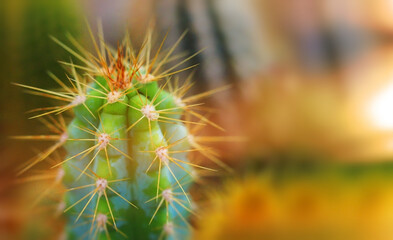 blue-green cactus with yellow thorns sunny glare