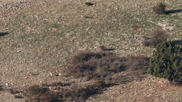 Male fallow deer following female group