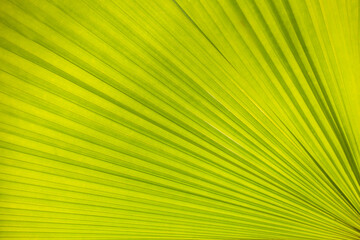 green leaf background AND BEAUTIFUL BACKGROUND