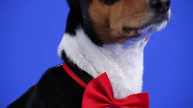 Basenji in a red bow tie sits in the studio on a blue background. Camera movement from the tie up to the pet's eyes. Slow motion. Close up.