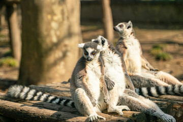 A group of Ring-tailed lemurs  in a zoo.