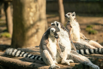 A group of Ring-tailed lemurs  in a zoo.
