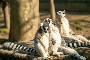 A group of Ring-tailed lemurs  in a zoo.