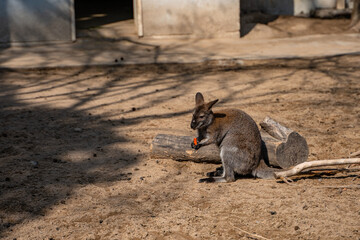 Close view of a baby kangaroo in a zoo.