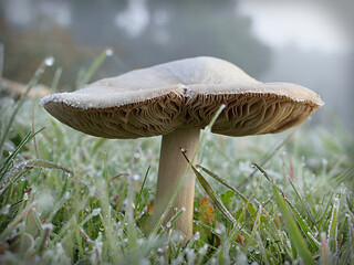 a mushroom on a frosty day