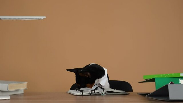 Basenji, wearing a collar and striped tie, sits at a desk on which are books, glasses, and folders with documents. The dog looks ahead, then jumps off the chair and walks away. Slow motion. Close up.