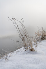 Tall grass plant in snow on the banks of the misty river Teviot