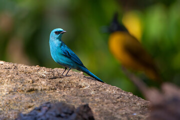 BEAUTIFUL BLUE BIRD ON THE ROCK