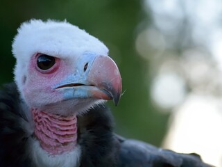 a white-headed vulture looking at you