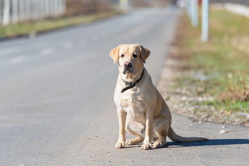 Labrador retriever dog sitting on the road