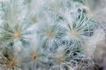 Subtle fluffy feathery texture of Mammillaria plumosa cactus spines, soft focus. Similar to downy feathers of birds or snow flakes. Unusual nature background. 