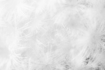 White nature background. Subtle fluffy feathery texture of Mammillaria plumosa cactus spines, soft focus. Similar to dandelion seed head or downy feathers of birds or snow flakes.