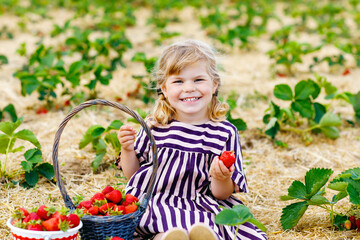 Happy little toddler girl picking and eating strawberries on organic berry farm in summer, on warm sunny day. Child having fun with helping. Kid on strawberry plantation field, ripe red berries.