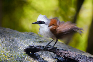 BEAUTIFUL BIRD FEATHERED ON THE ROCK