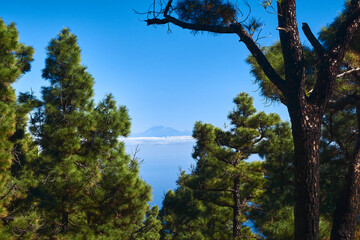 Mt. Teide in a frame of pine trees seen from La Palma, Canary Islands
