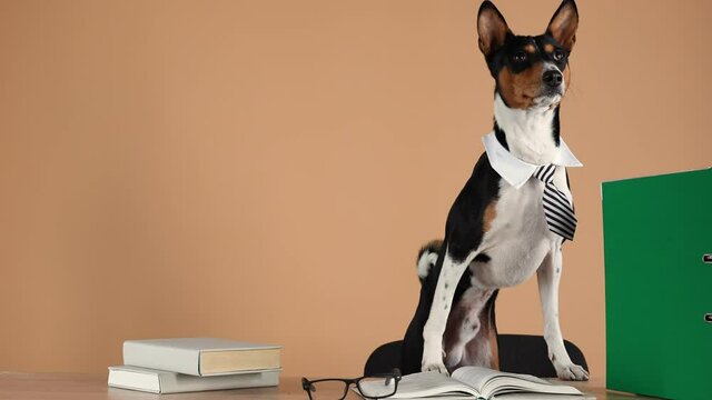Basenji, wearing a collar and a striped tie, stands on his hind legs, leaning with his front legs on a work table, on which are glasses, books and folders with documents. Slow motion. Close up.