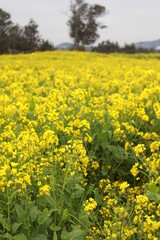 Fototapeta premium Jeju rape flowers