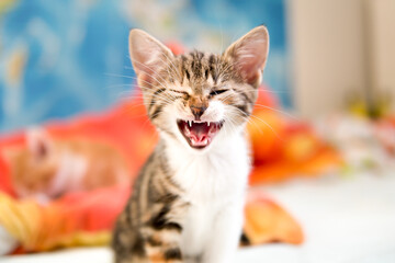 Cute kitten portrait 