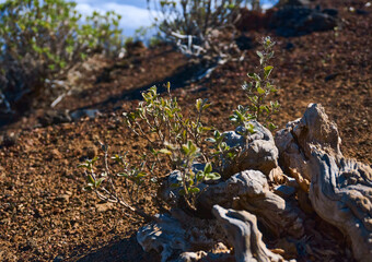 saplings on a gnarly old tree in an arid mountainous area