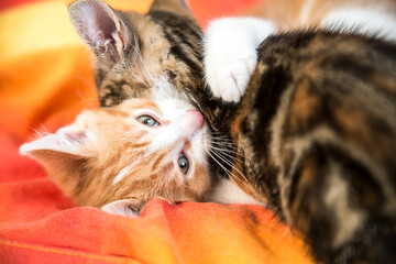 Playful cute red kittens