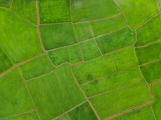 Green farm texture from top view
