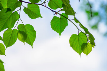 green leaves on the green backgrounds