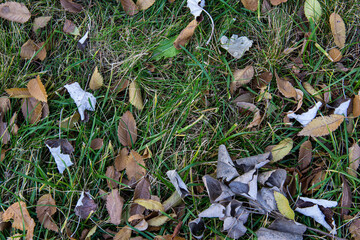 The fir cones mixed with the leaves on the lawn.