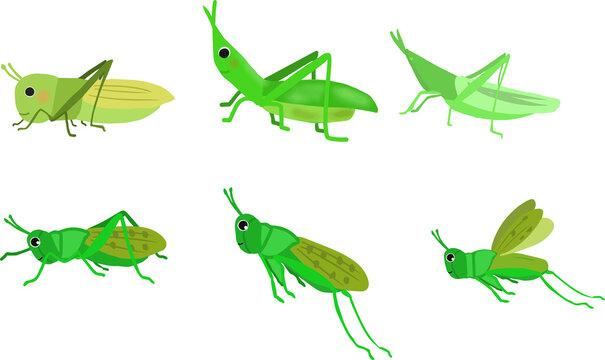 ショウリョウバッタ の画像 669 件の Stock 写真 ベクターおよびビデオ Adobe Stock