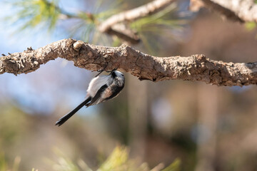 エナガ！
小さな体でアクロバティックな動き！
堪らなくかわいいです！