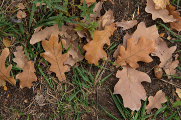 Fototapeta premium Fallen oak leaves and acorns on the green lawn.