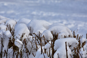 Hecke im Winter