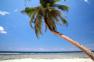Kokospalmen am tropischen Strand, Sandstrand, Tropen, Seychellen, Afrika
