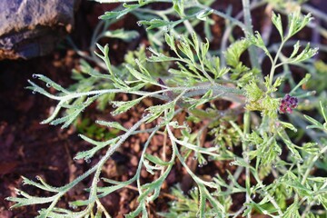 Green Dill Culinary Herb Also Called Indian SOYA Saag with water drops background