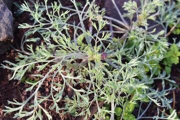 Green Dill Culinary Herb Also Called Indian SOYA Saag with water drops background