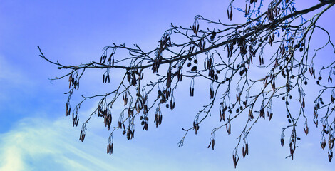 branches against sky