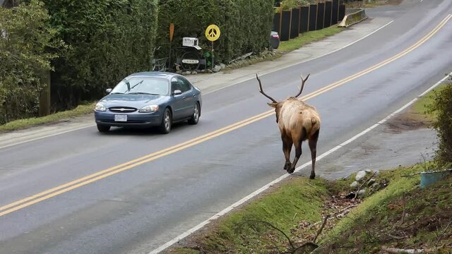 Big elk with antlers walking in to traffic on a road in a small town in Canada