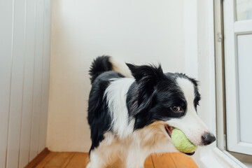 Funny portrait of cute smiling puppy dog border collie holding toy ball in mouth. New lovely member of family little dog at home playing with owner. Pet activity and games at home concept.