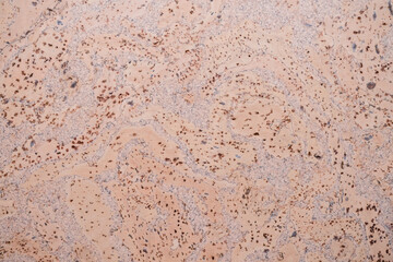 Seamless cork texture. Perfect background.