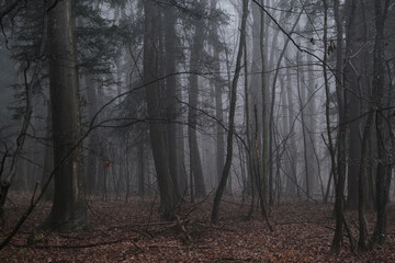 misty morning in winter forest 