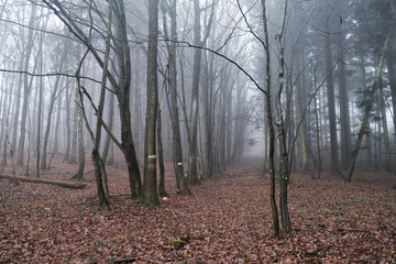 misty morning in winter forest 
