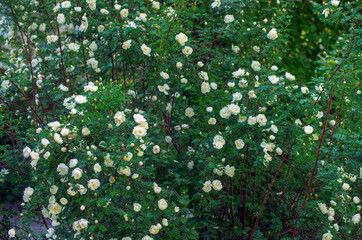 White roses on the bush, macro, rose garden