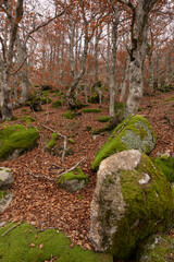 Forêt de hêtres et frênes sur le Mont Lozère