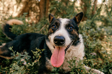 Dog lying in the forest