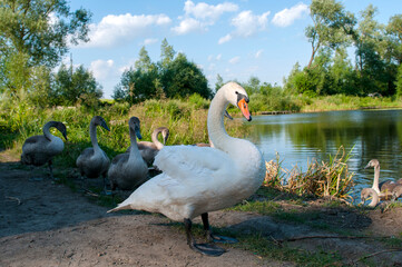 White swan onlake shore. Swan on beach. Swan on shore