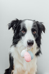 Happy Easter concept. Preparation for holiday. Cute puppy dog border collie holding Easter colorful eggs in mouth isolated on white background. Spring greeting card.