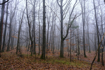 Slow motion of falling snow. Blurred winter background. Snowing dream. Winter cold weather