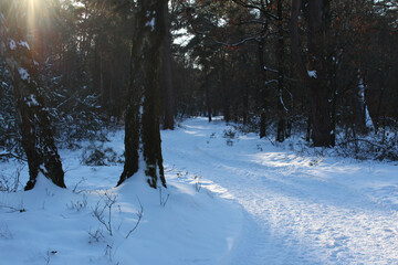 Footpath in the snow in a natural forest on a sunny day, some sunbeams visible. Location: Nature...