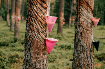 Collection of pine resin