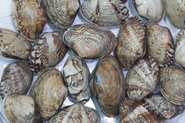 Fresh raw Surf clam on a white background.