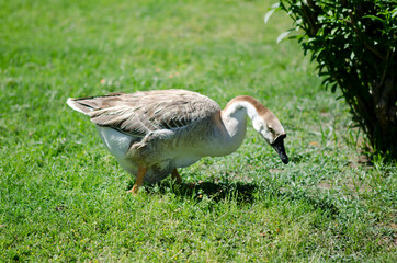 A large gray goose grazes the grass in a meadow. Poultry walks in the yard. Feeding the birds.